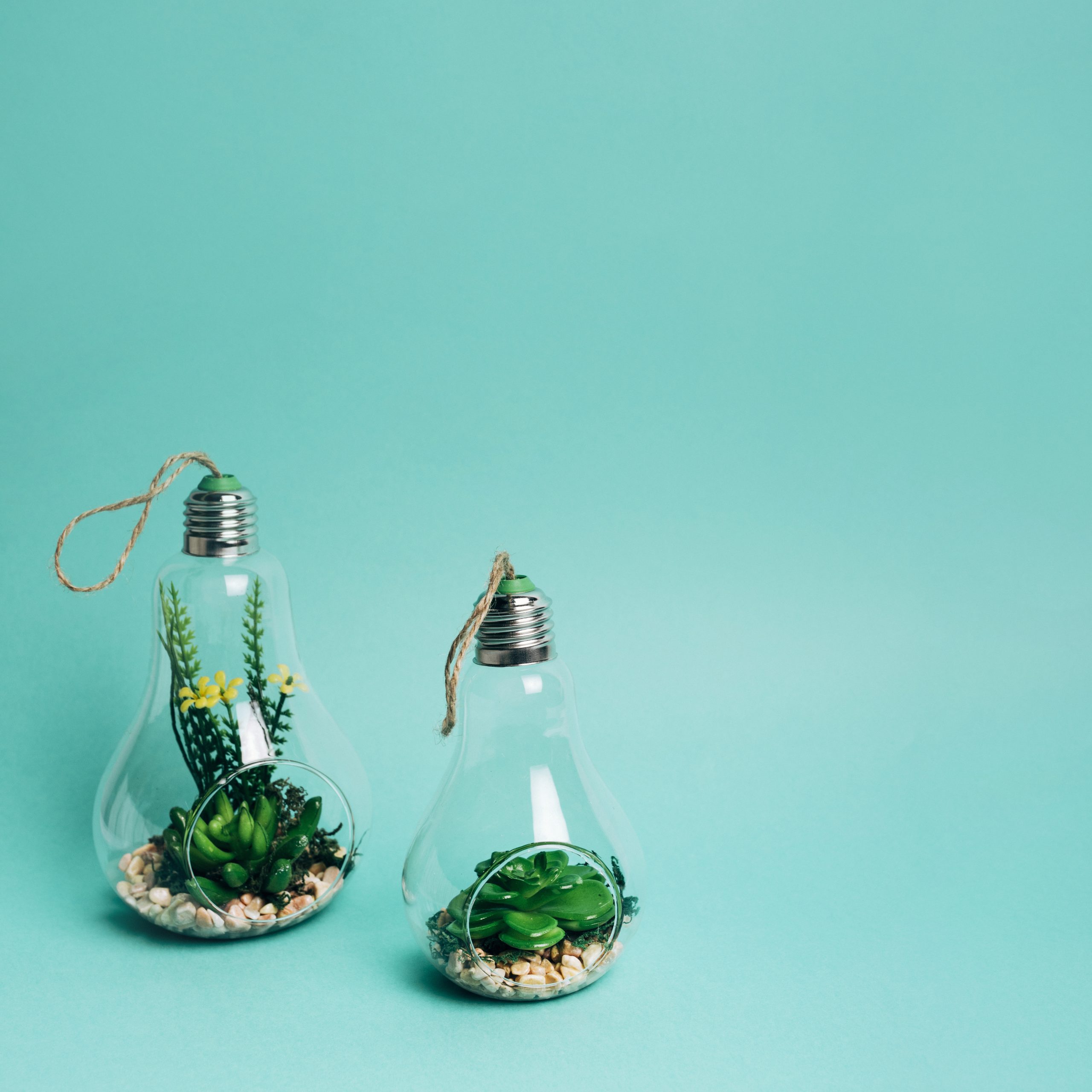 Close-up of a mini set of succulents arrangement in a light bulb